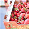 rocky creek strawberry farm, farmgate, hinterland, strawberry, u-pick