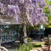 Dromana Estate lunch tables