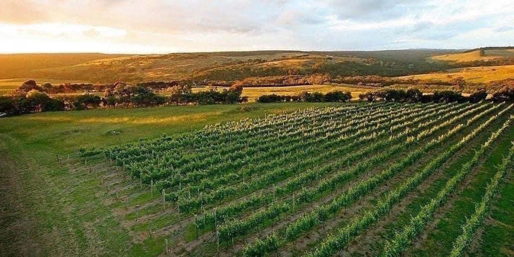 View of Vineyard Flinders Mornington Peninsula