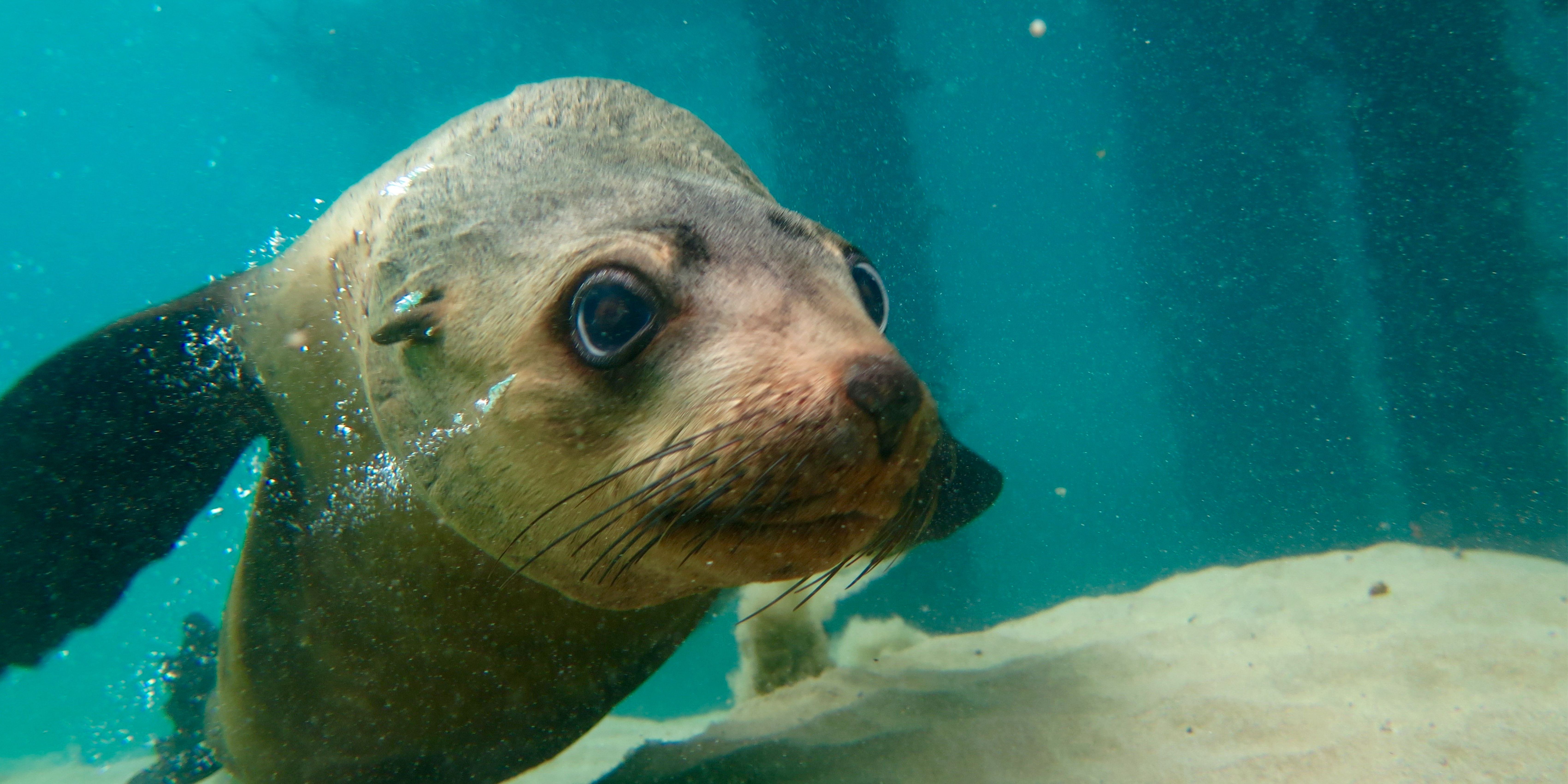 An adventure seekers guide to great water activities - Visit Mornington ...