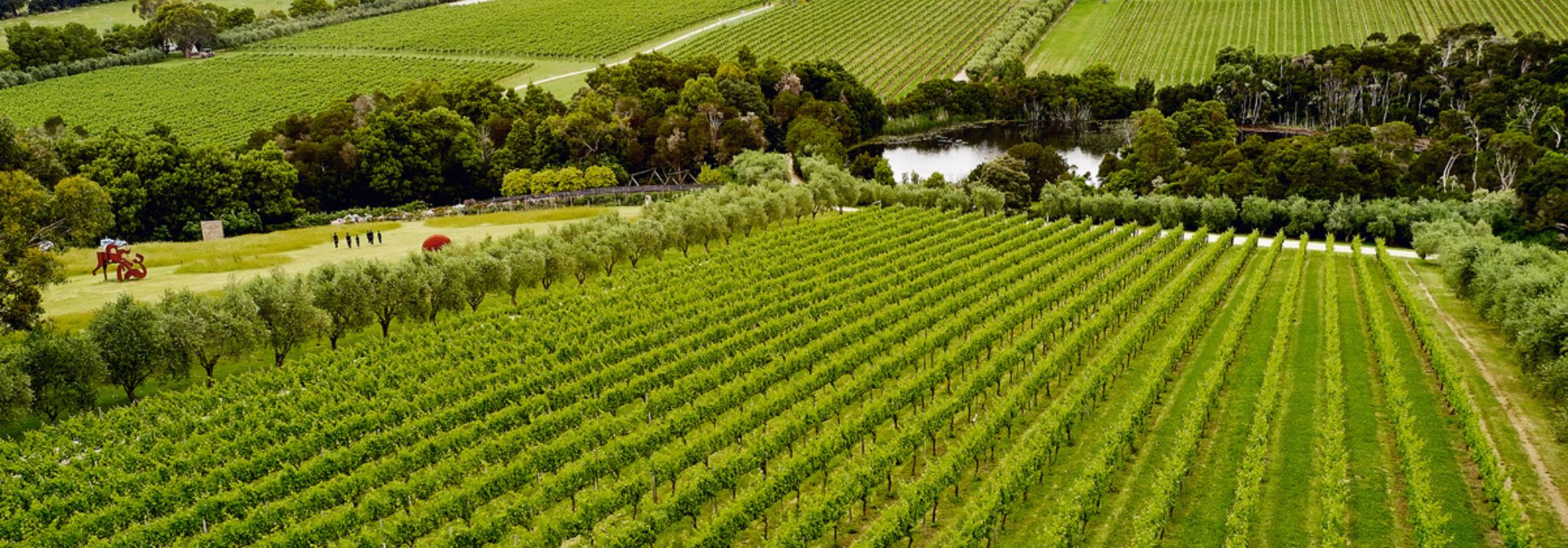 Wine Wineries Visit Mornington Peninsula